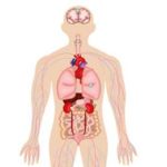 Anatomy